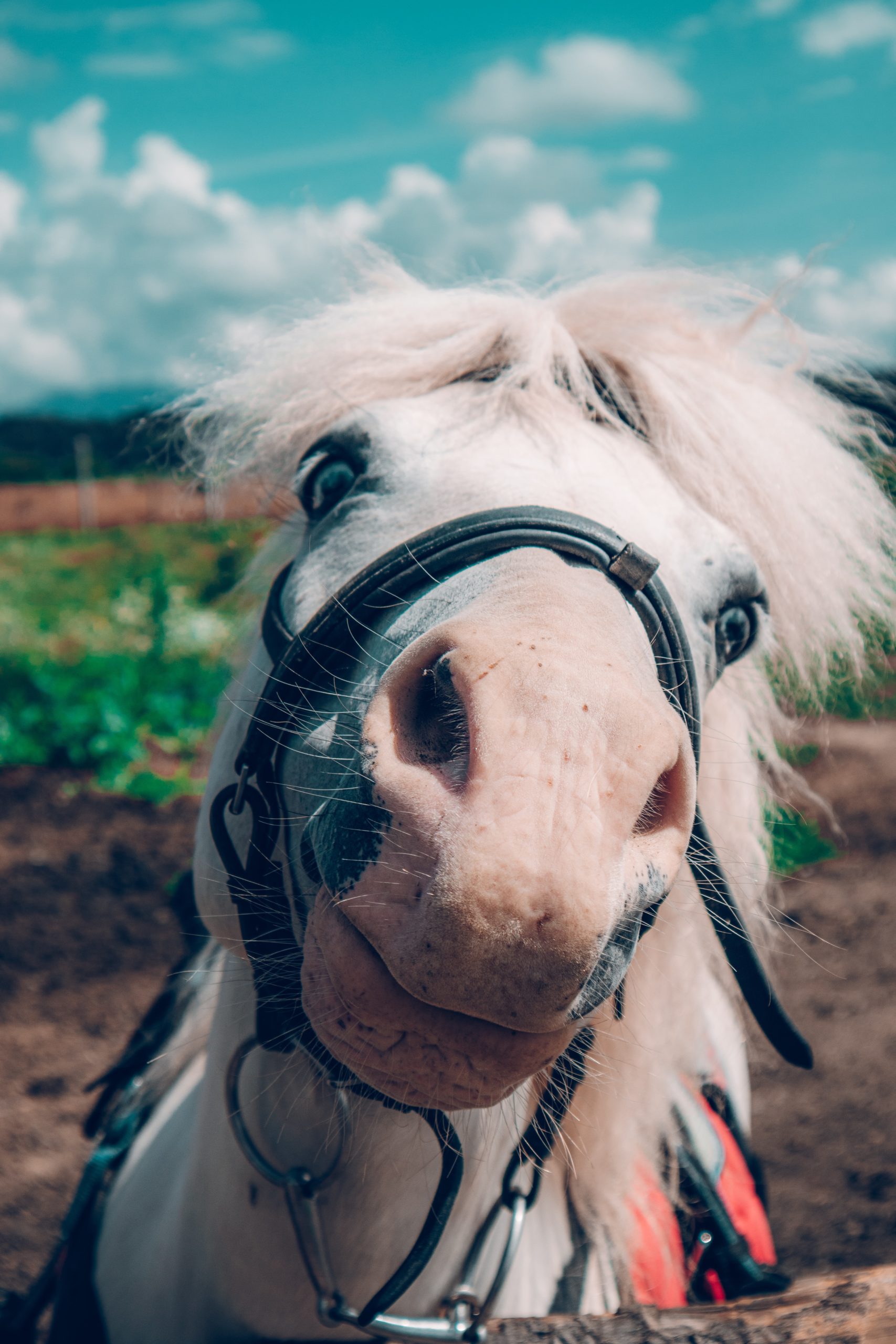 You are currently viewing June’s Kind of from the Horse’s Mouth