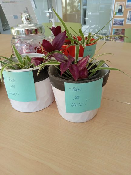 Read more about the article Plants looking for home!