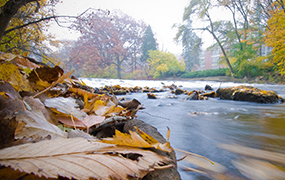 close up photo of a flowing river with leaves