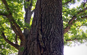 a photo of a tree
