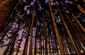 trees in a forest