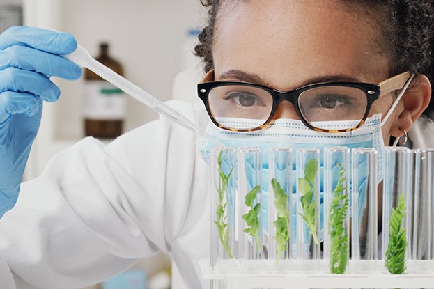 A scientist wearing glasses, a face mask, and blue gloves uses a pipette while examining green plant samples growing in test tubes.
