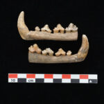 Discovery of ancient wolf mandibles links the Illinois Hopewell to Michigan 