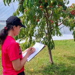 Intan Kumbayoni writes on a clipboard beside a peach tree heavy with ripe fruit, with a plastic-covered hoop house behind her